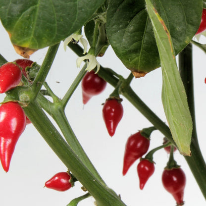 Chili Biquinho 11,5 cm.