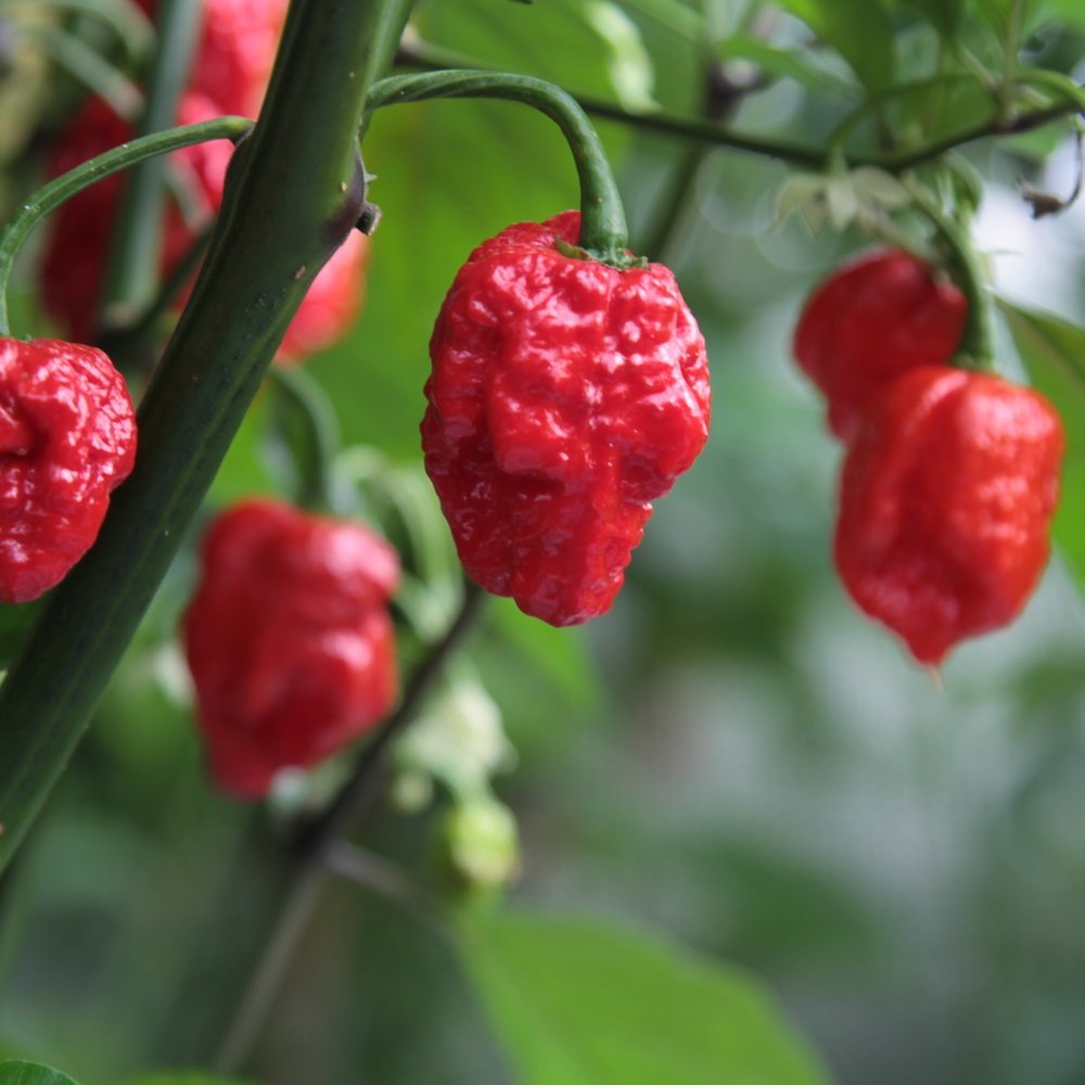 Chili Carolina Reaper 11,5 cm.