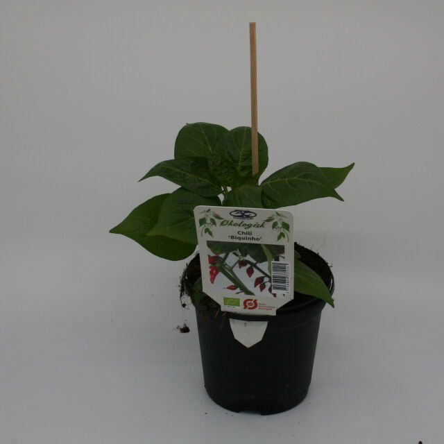 Chili Biquinho 11,5 cm.