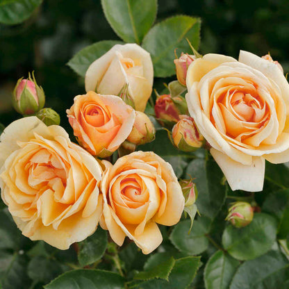 Bouquet rose 'Circle of Life' - New 2021