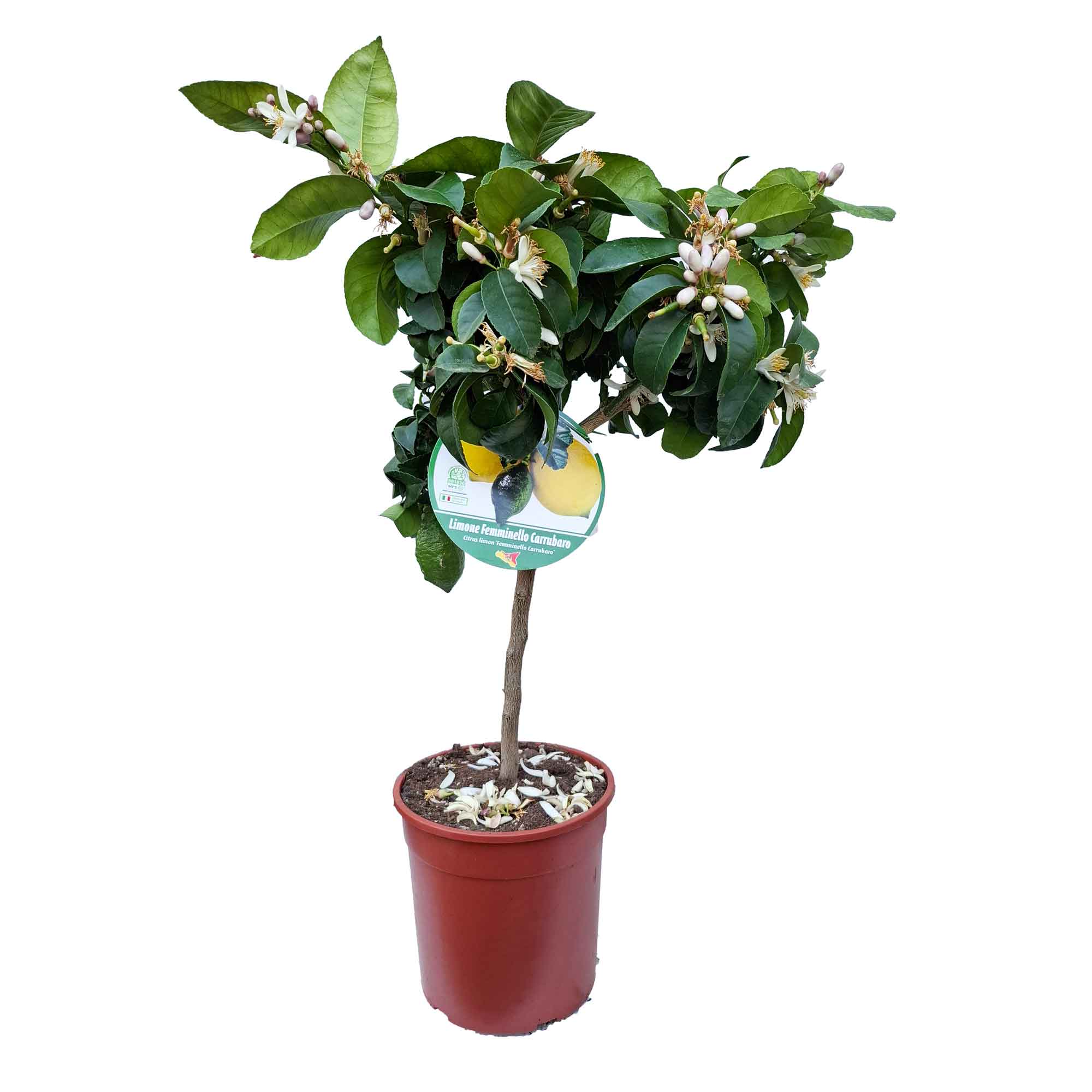 Citrus Limon Lunario Stem D.19