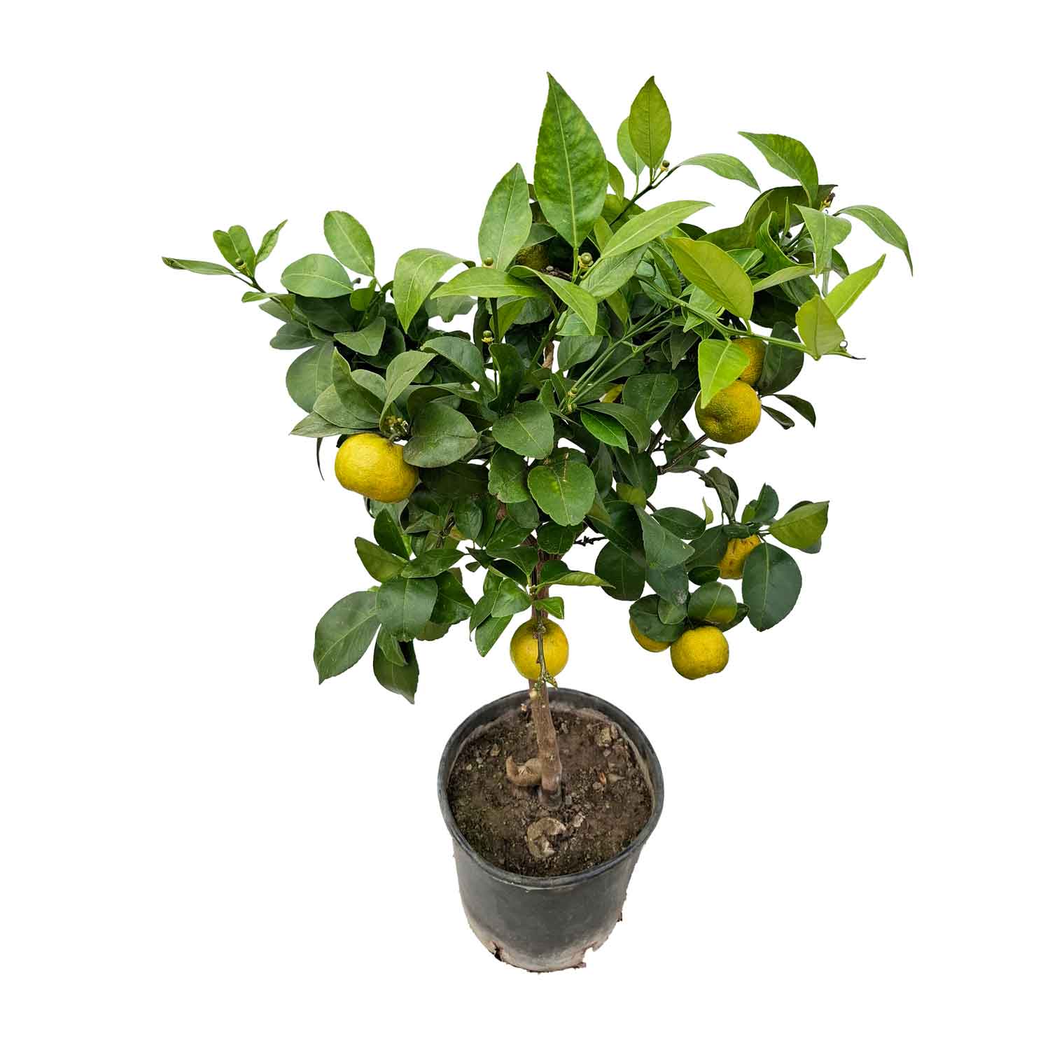 CITRUS PURSHA STEM D20
