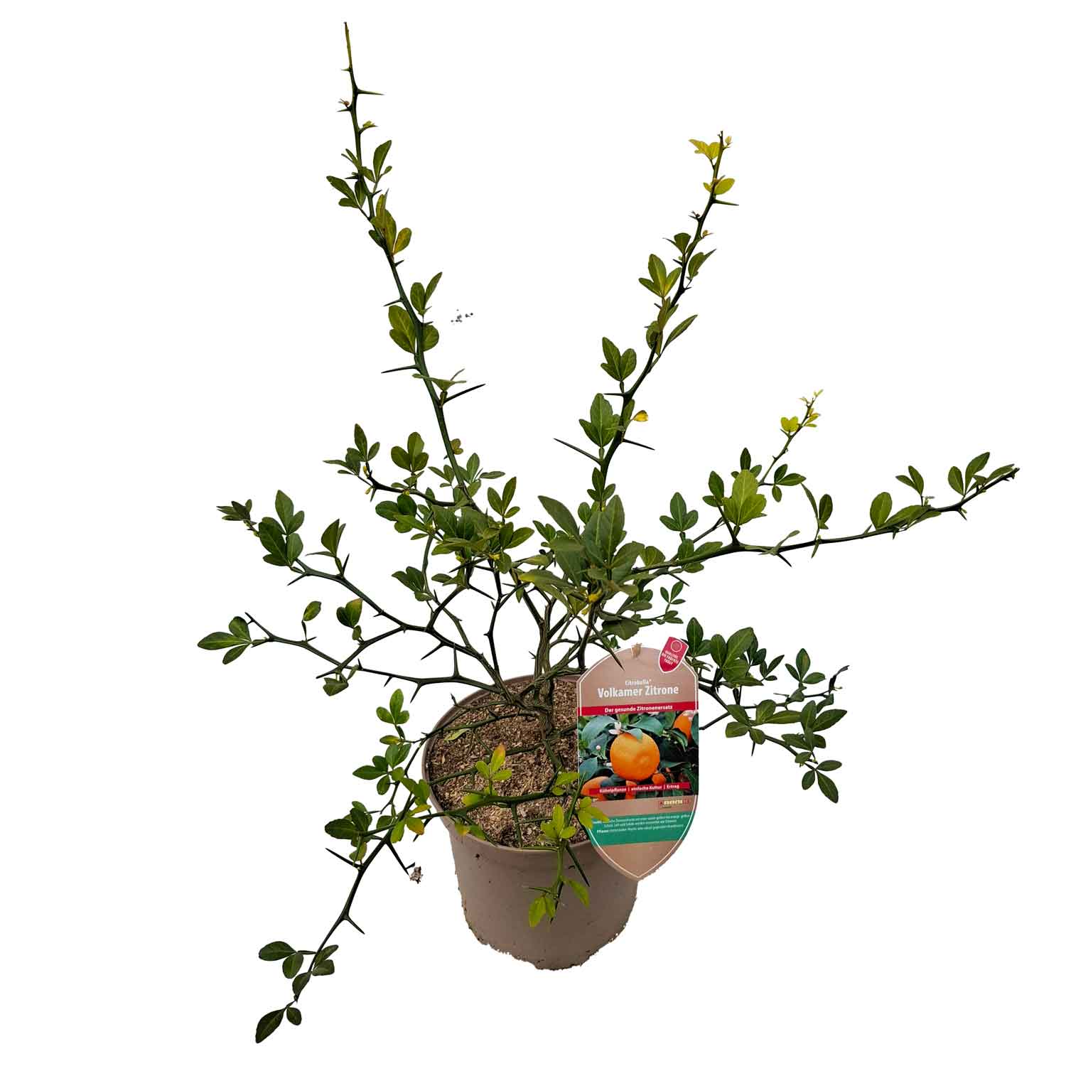 Citrus spe. 'Volkamer Zitrone' 5L