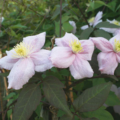 Clematis 'Mayleen' 150-175cm 5,5L