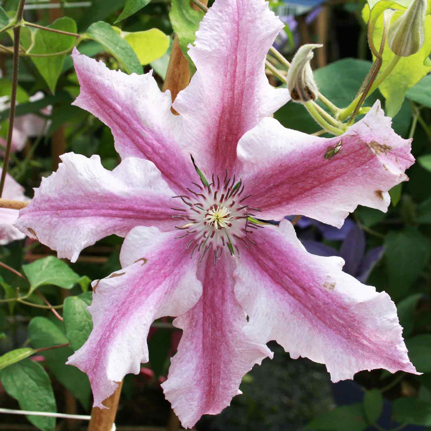 Clematis Evison 'Ooh La La' C2,3 60-100cm