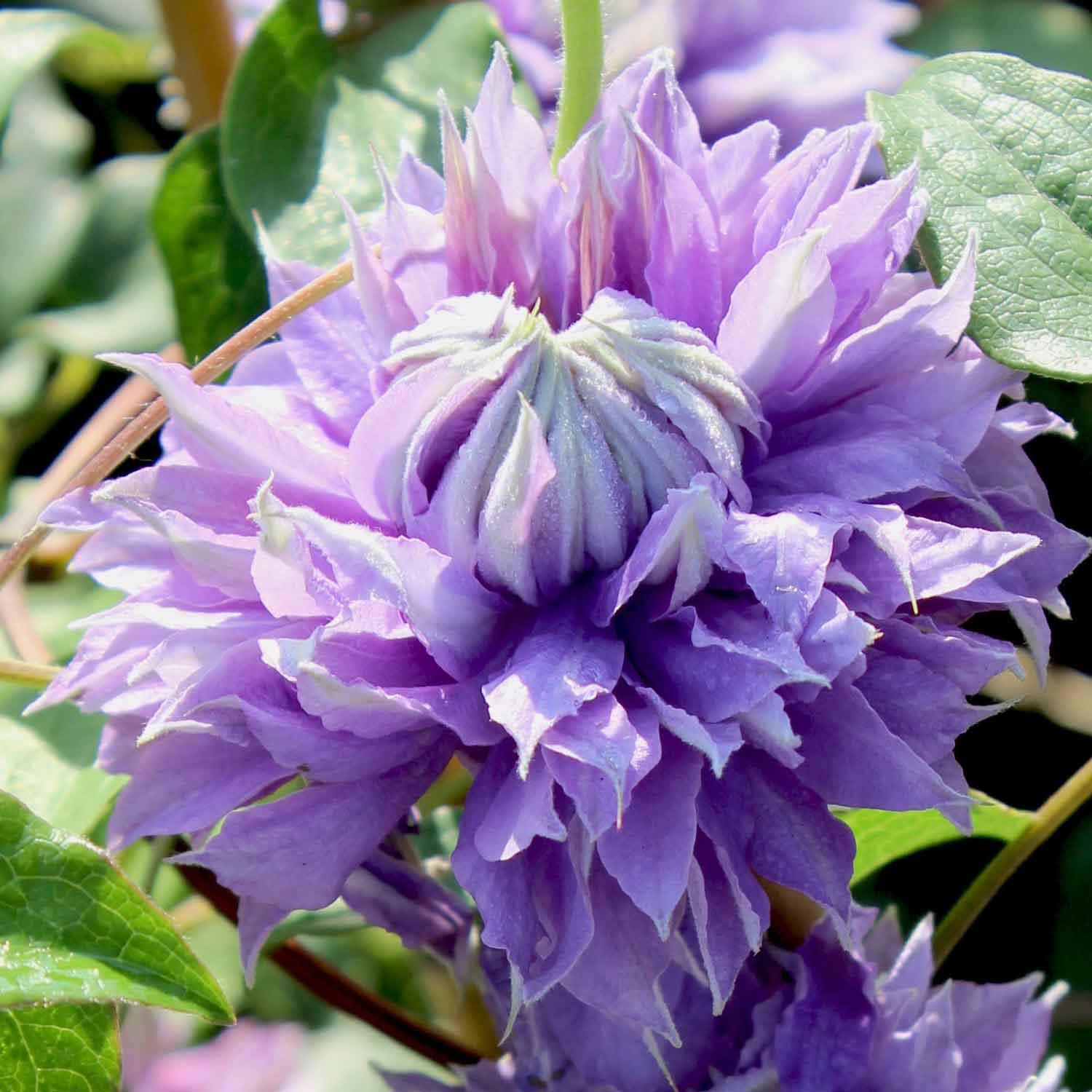 Clematis Evison 'Diamantina™' C2,3 60- 100