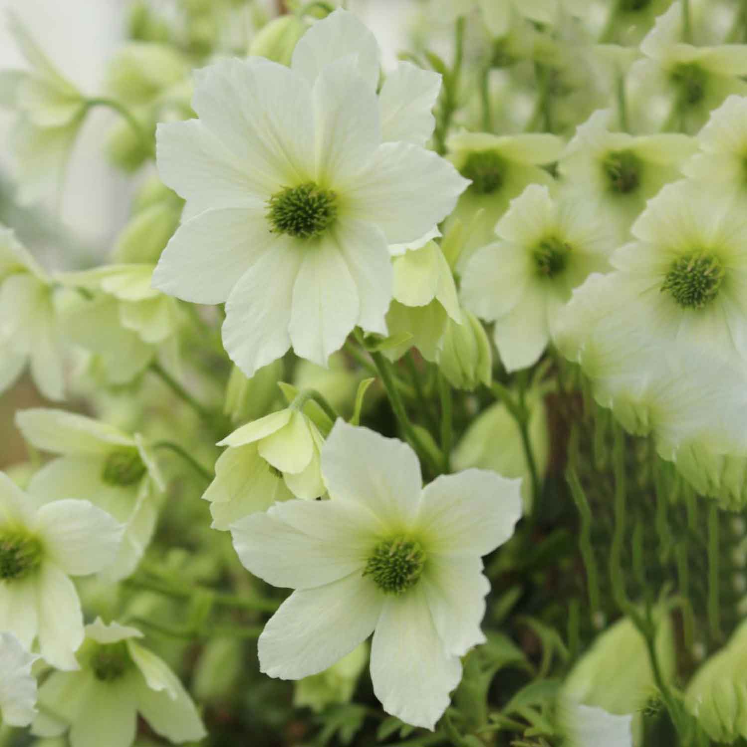 Clematis 'Early Sensation' C2,3 40- 60