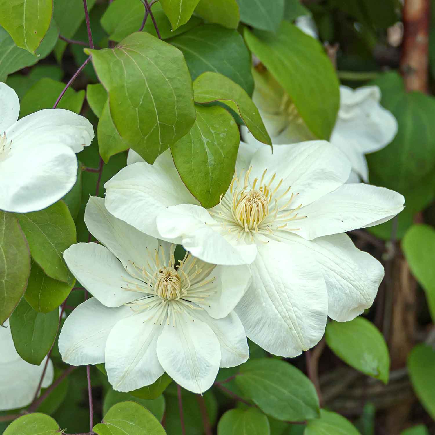 Clematis 'Guernsey Cream' C2,3 60- 100