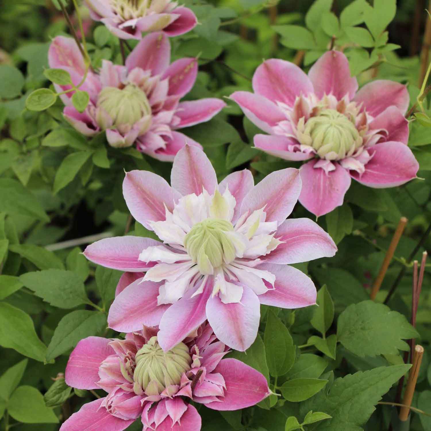 Clematis Evison 'Josephine™' C2,3 60- 100