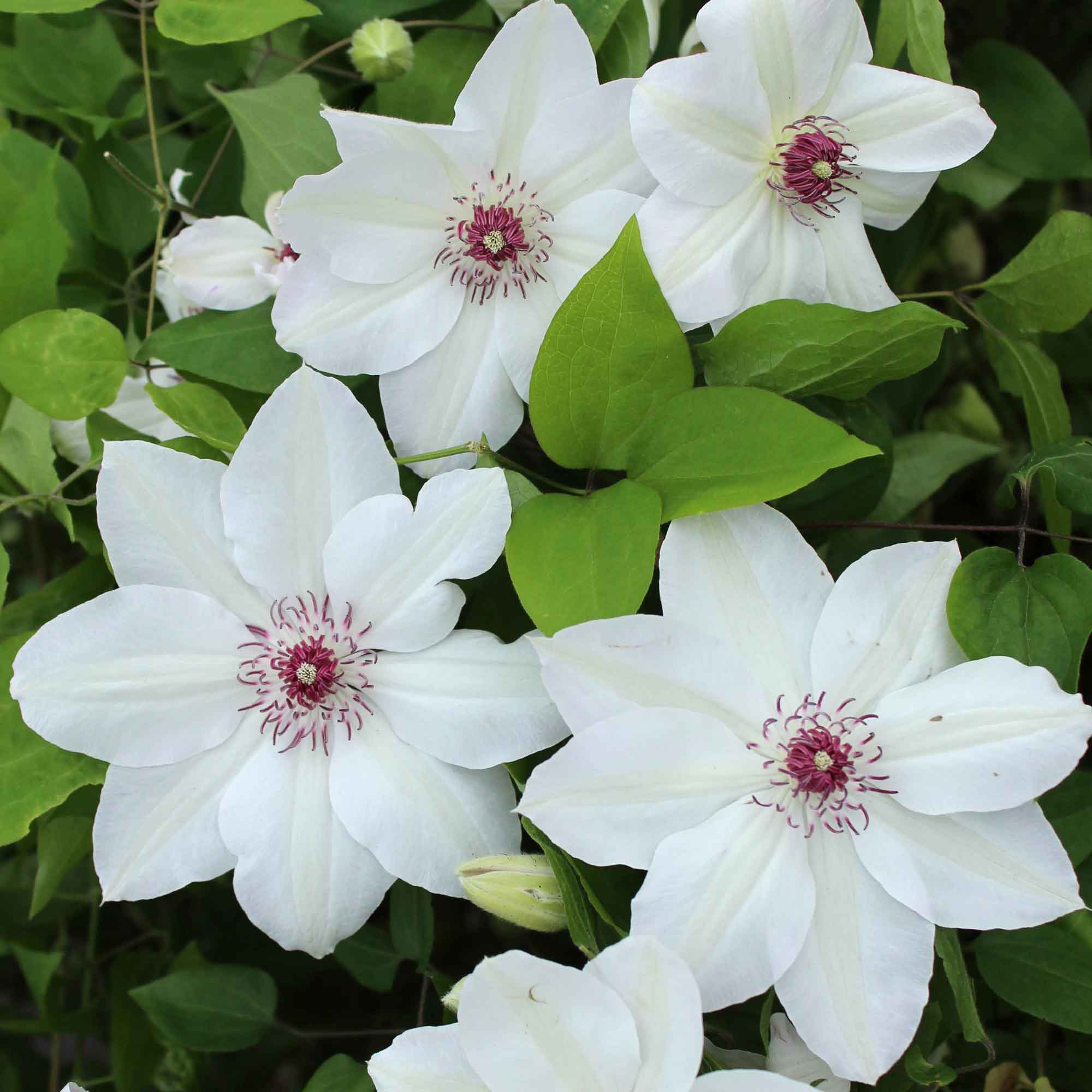 Klematis - Clematis 'Miss Bateman' C2,3 60-100cm
