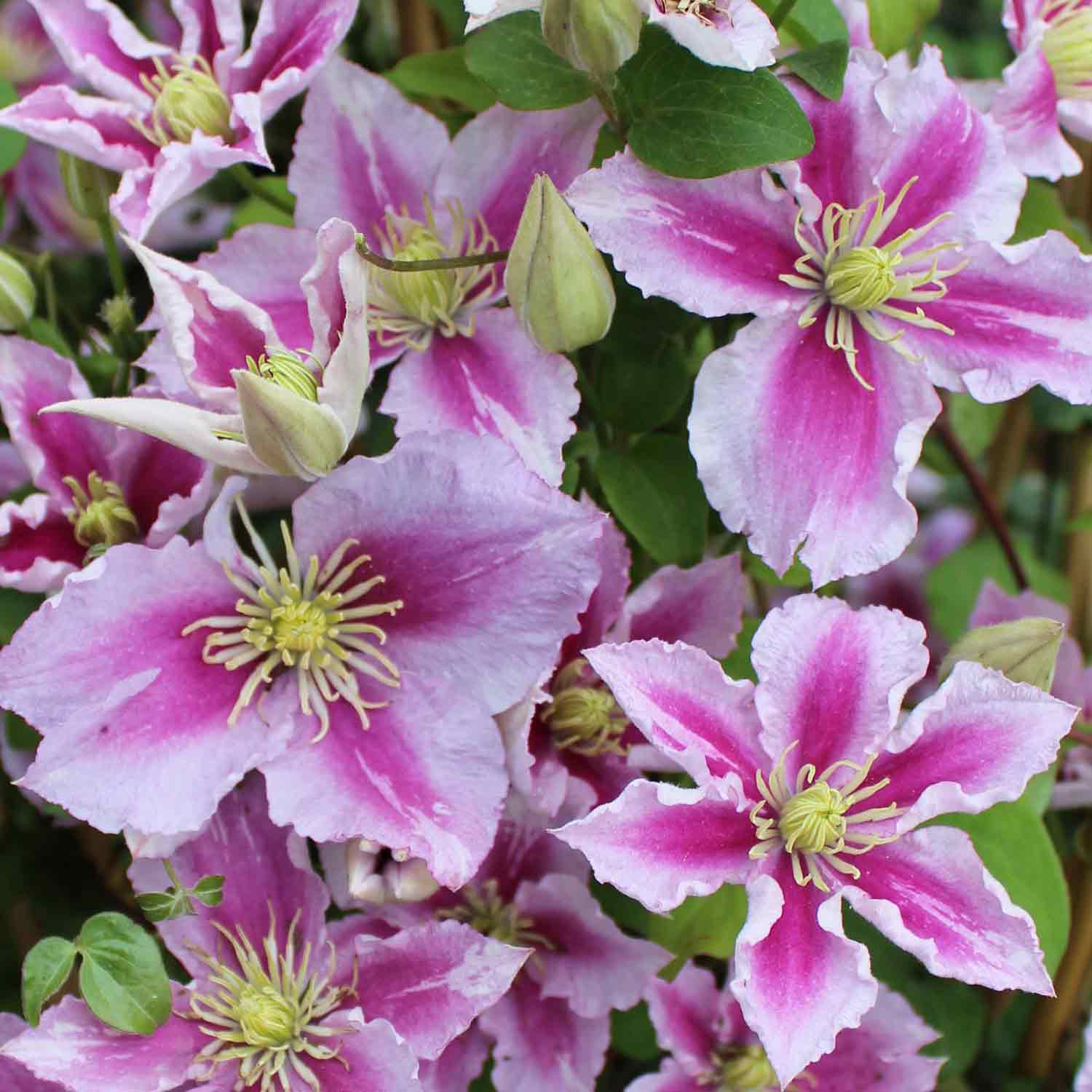 Clematis 'Piilu' C2,3 60-100cm