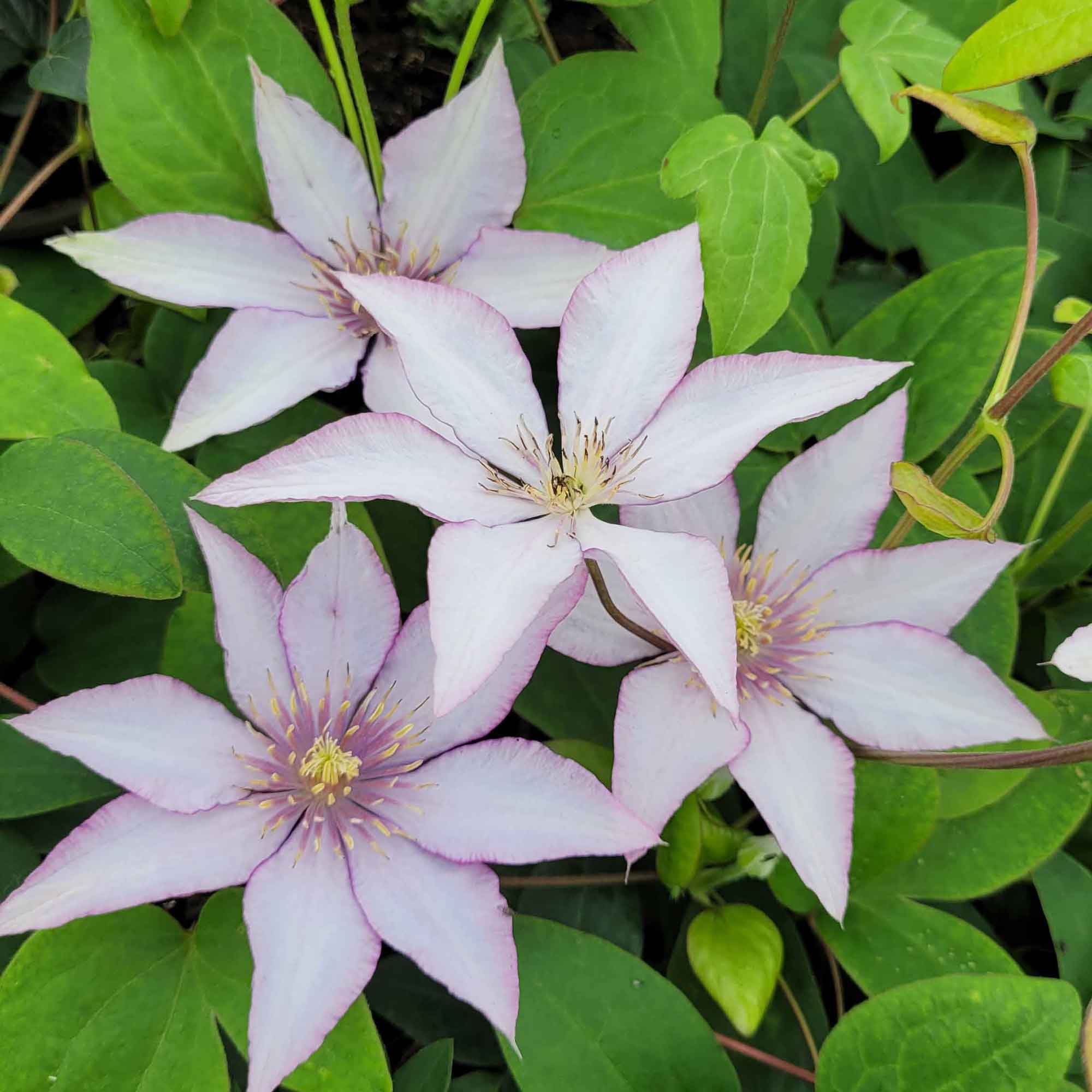 Clematis Evison 'Samaritan Jo™' C2,3 60- 100