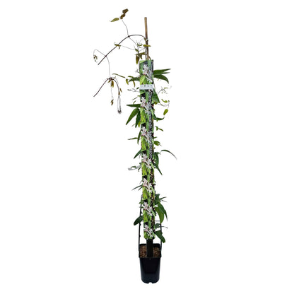 Clematis arm. 'Apple Blossom' 150-175cm 5,5L