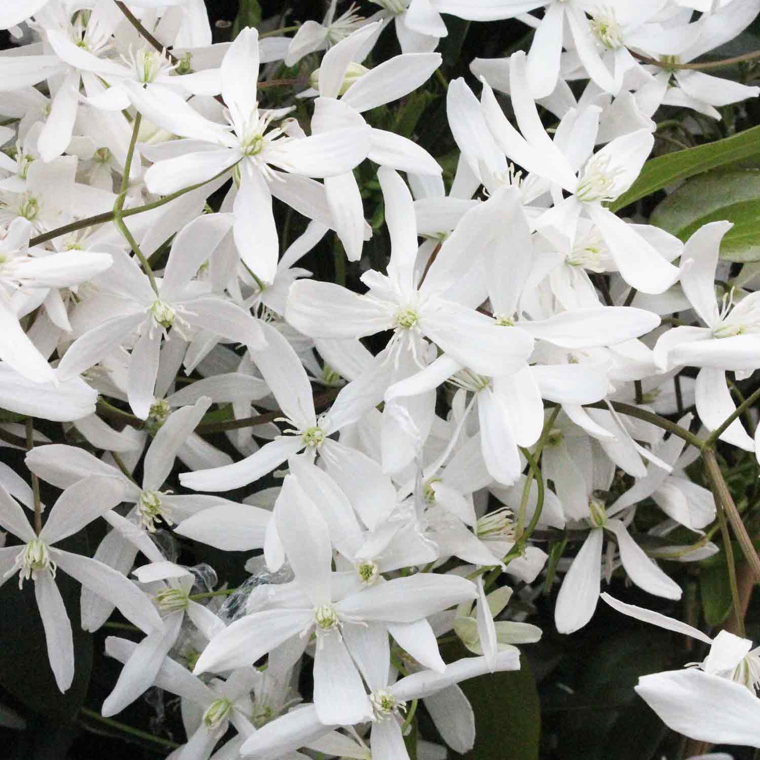 Clematis armandii 'Snowdrift' C2,3 60-100cm