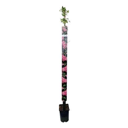 Clematis 'Broughton Star' 150-175cm 5,5L