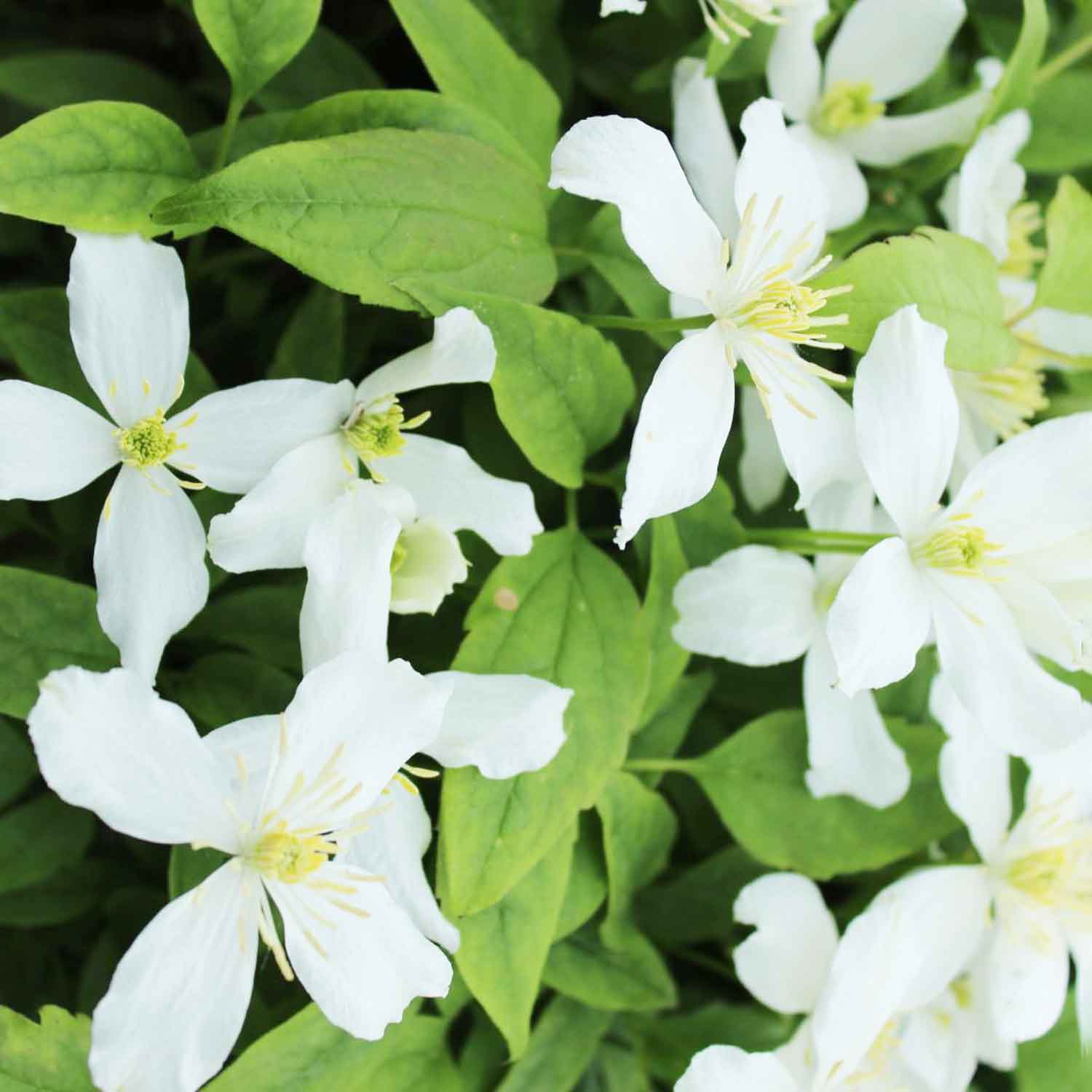 Clematis montana 'Superba' C2,3 60- 100