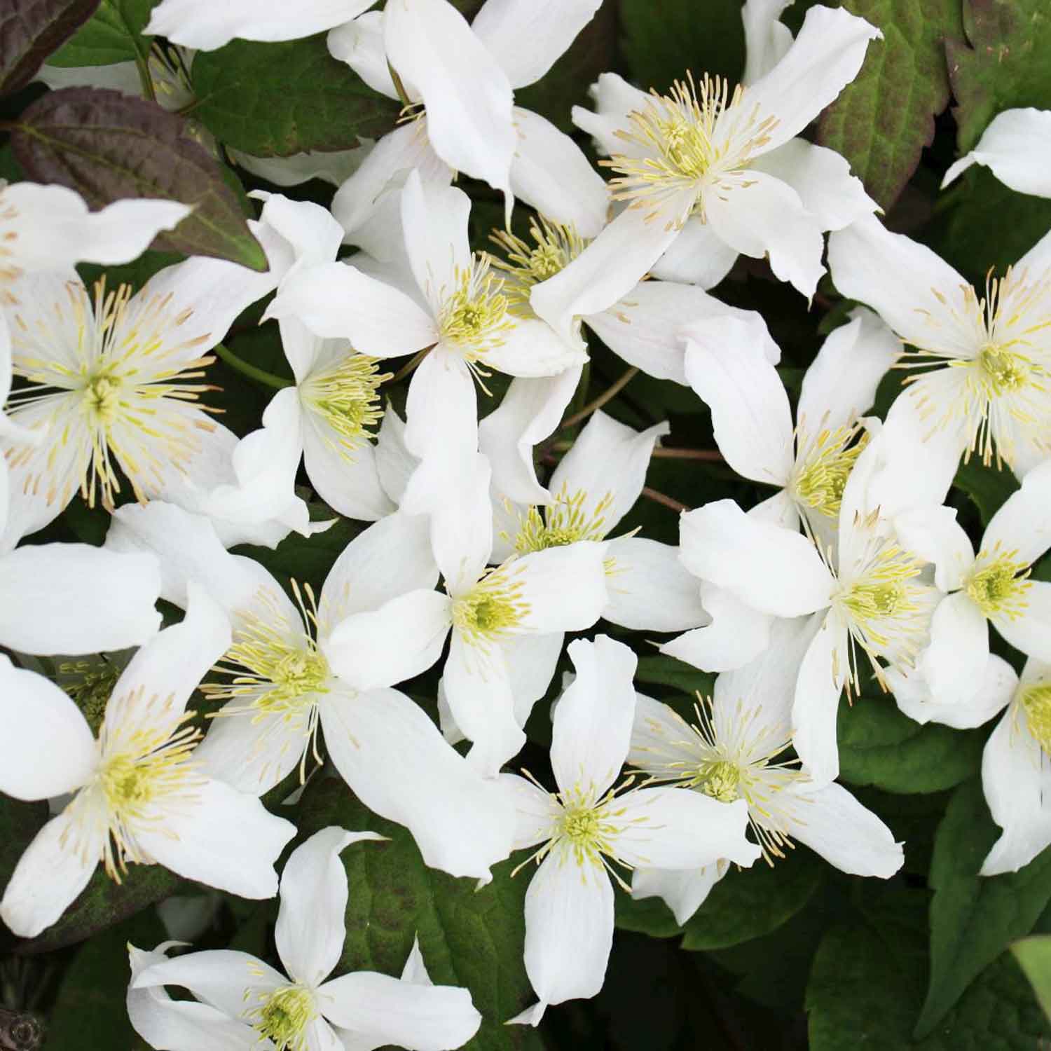 Clematis montana 'Wilsonii' C2,3 60- 100