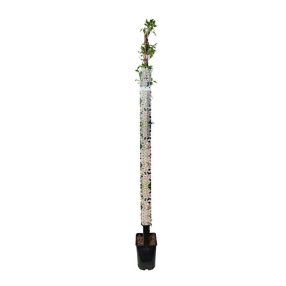 Clematis 'Marjorie' 150-175cm 5,5L