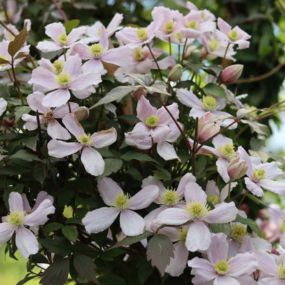Clematis mont. rubens 150-175cm 5,5L