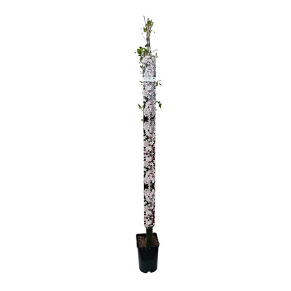 Clematis mont. rubens 150-175cm 5,5L