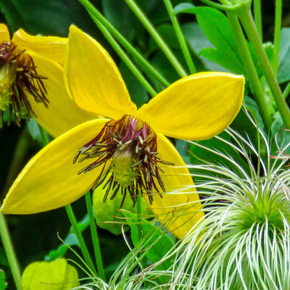 Clematis orientalis 'Orange Peel' C2,3 60- 100