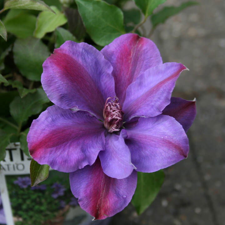 Clematis 'Sibyl' Tudor patio 2L