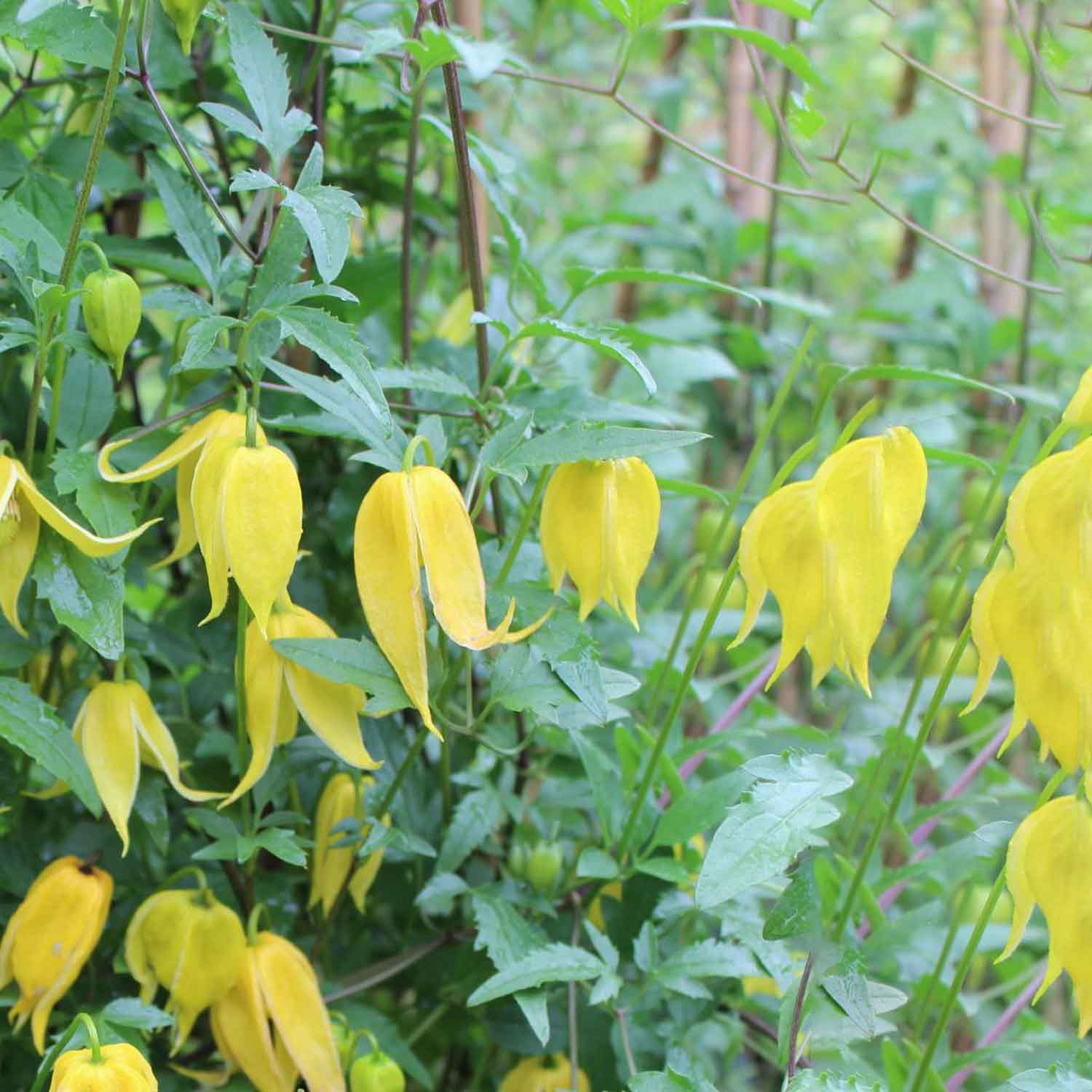 Clematis tangutica C2,3 60- 100
