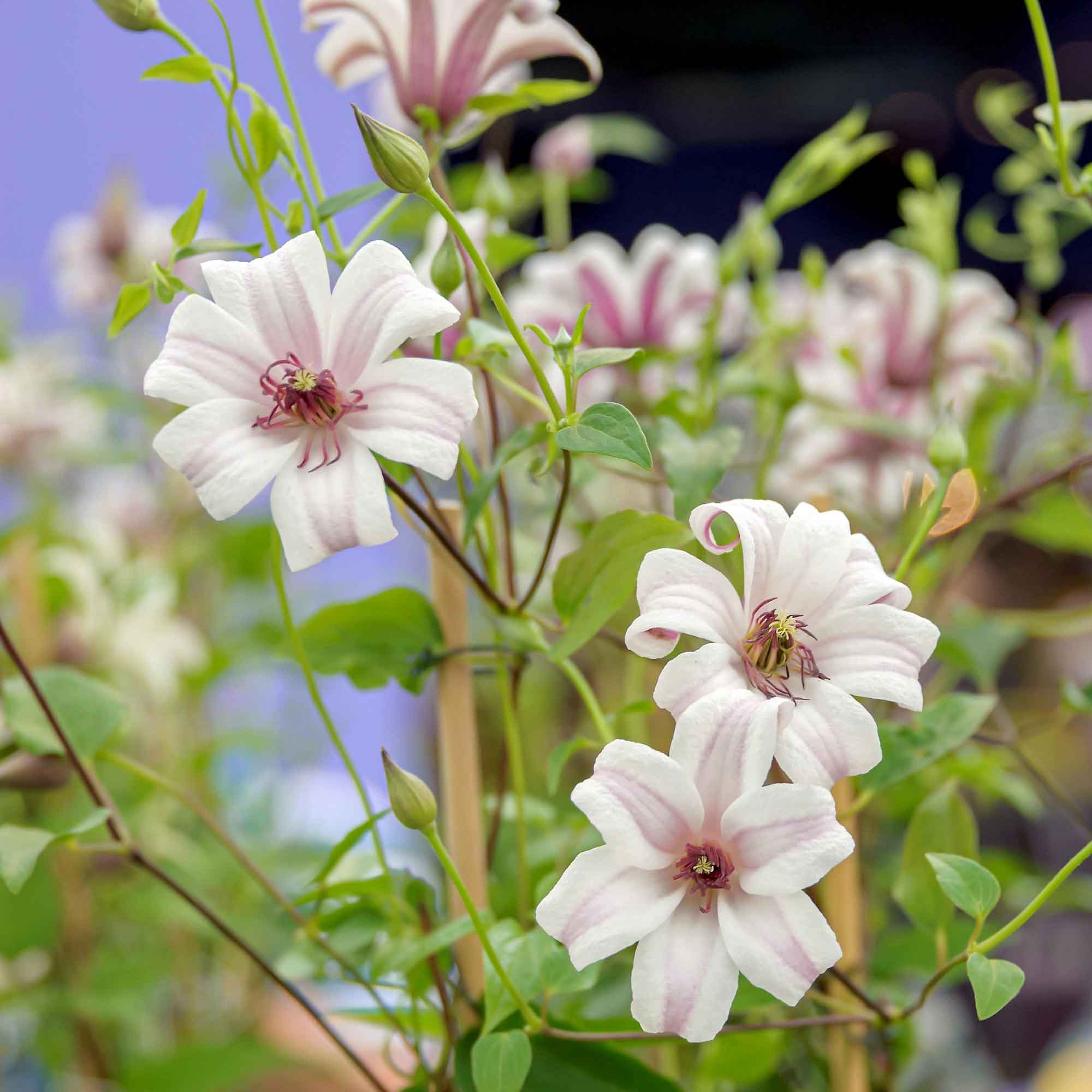 Clematis tex.'Princess Kate' C2,3 60- 100