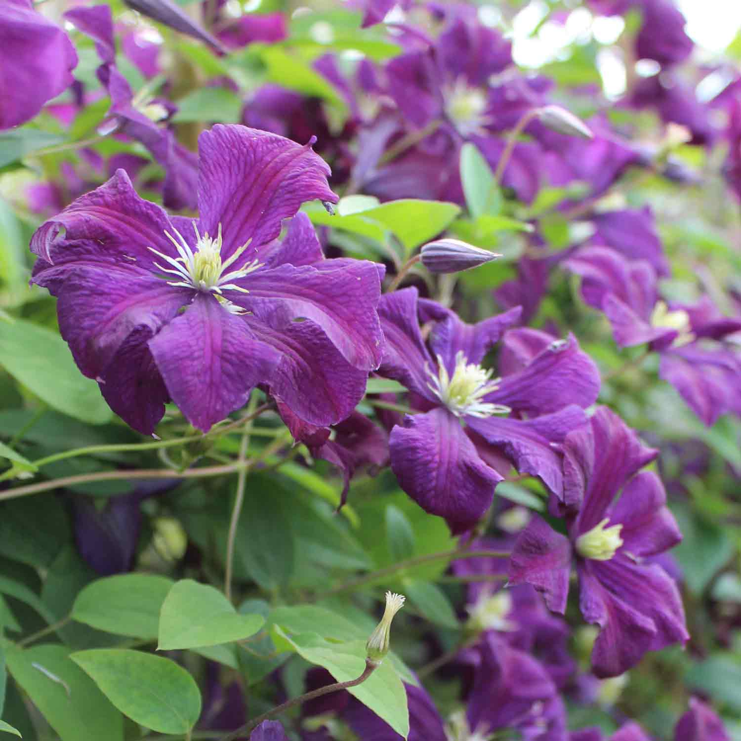 Clematis viticella 'Polish Spirit' C2,3 60-100cm