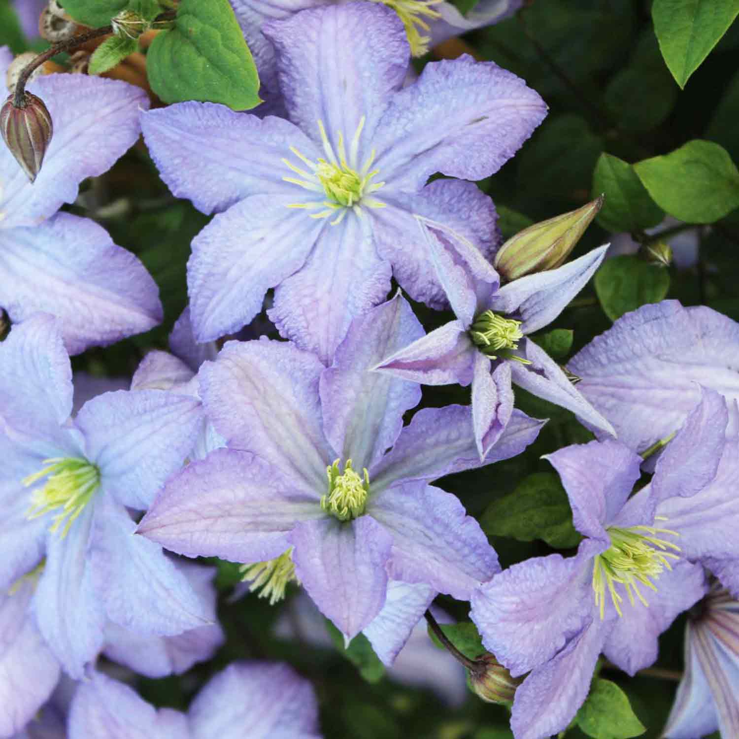 Clematis viticella 'Prince Charles' C2,3 60-100cm
