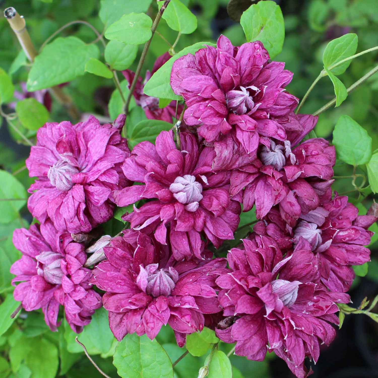 Clematis viticell.'Purpurea Plena Elegans' C2,3 60- 100