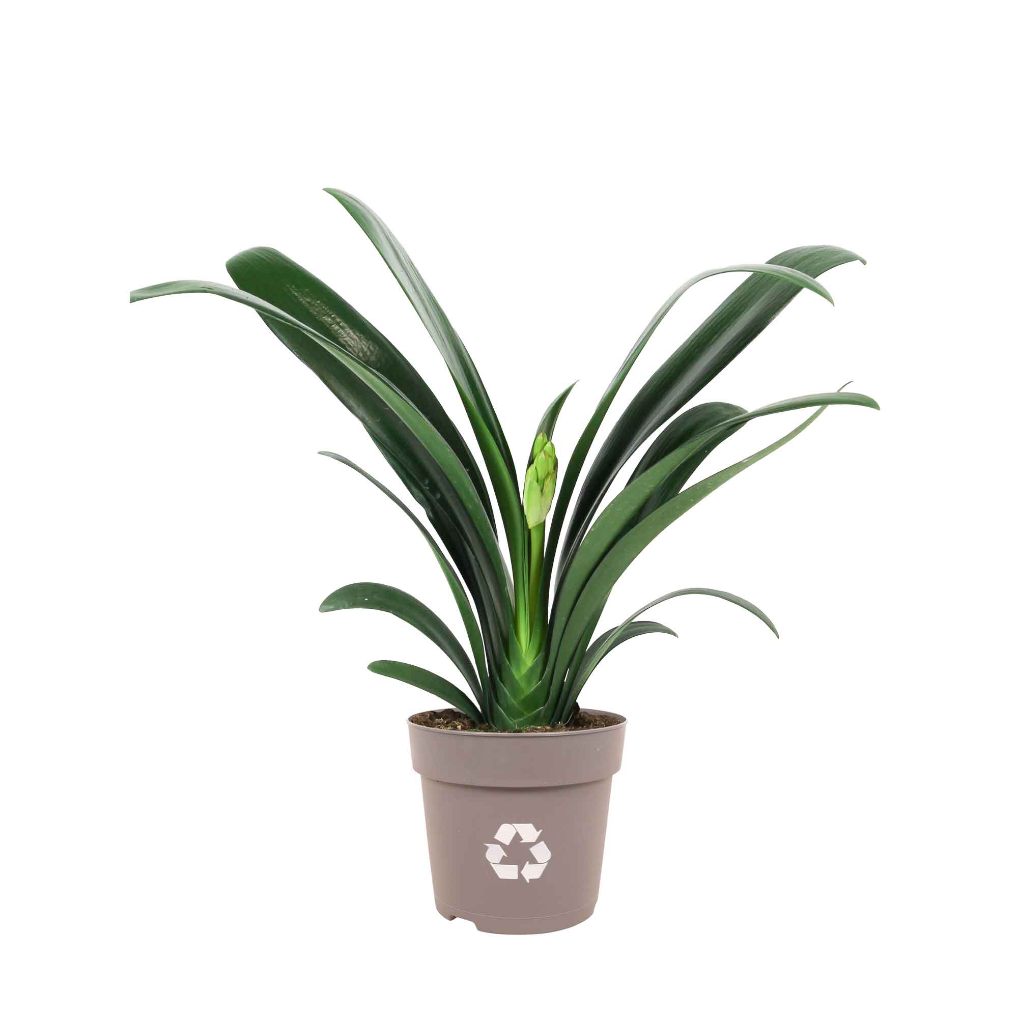 Clivia miniata Extra 13cm