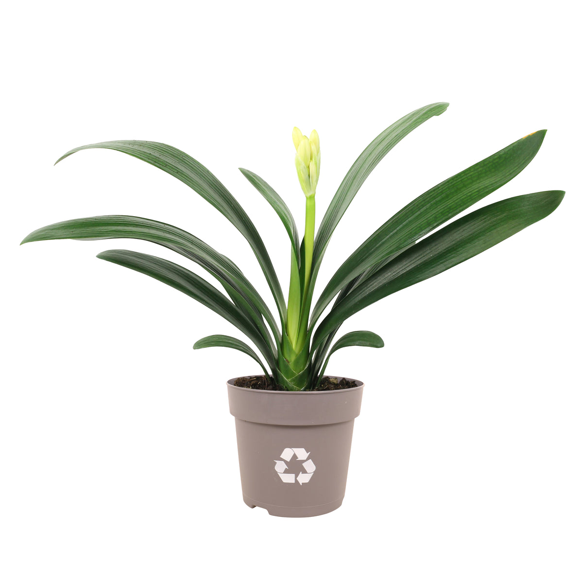 Clivia miniata var. Citrina Yellow Star 13cm