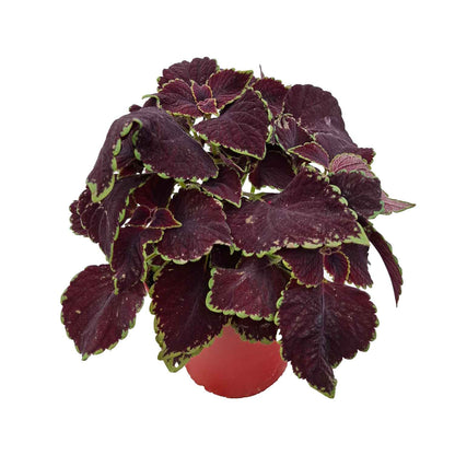 COLEUS BUSH D14