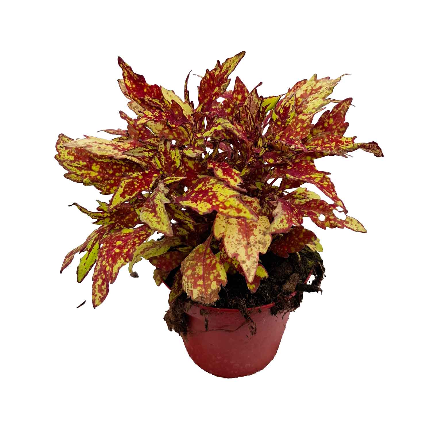 COLEUS BUSH D14