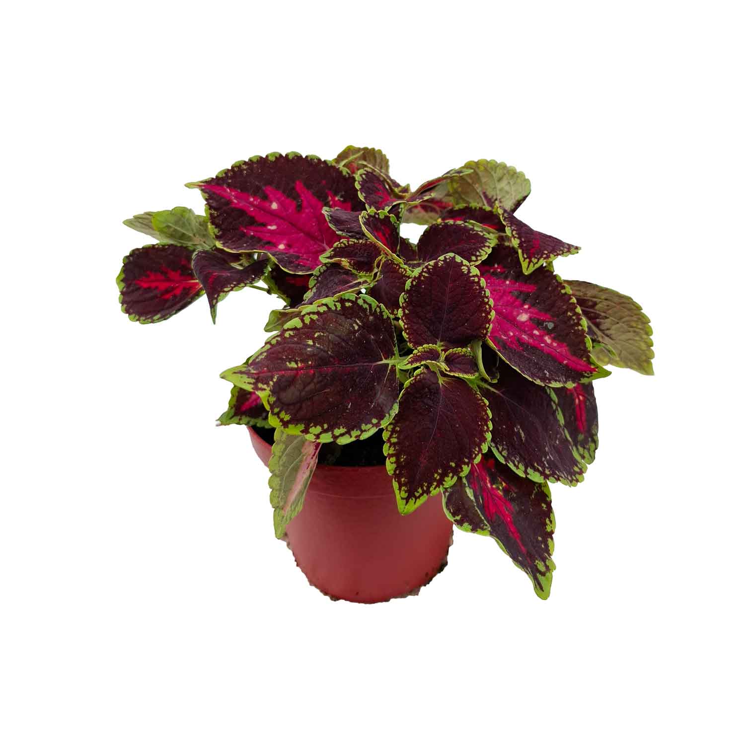 COLEUS BUSH D14
