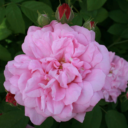 Mosrose - Rose 'Comtesse de Murinais'