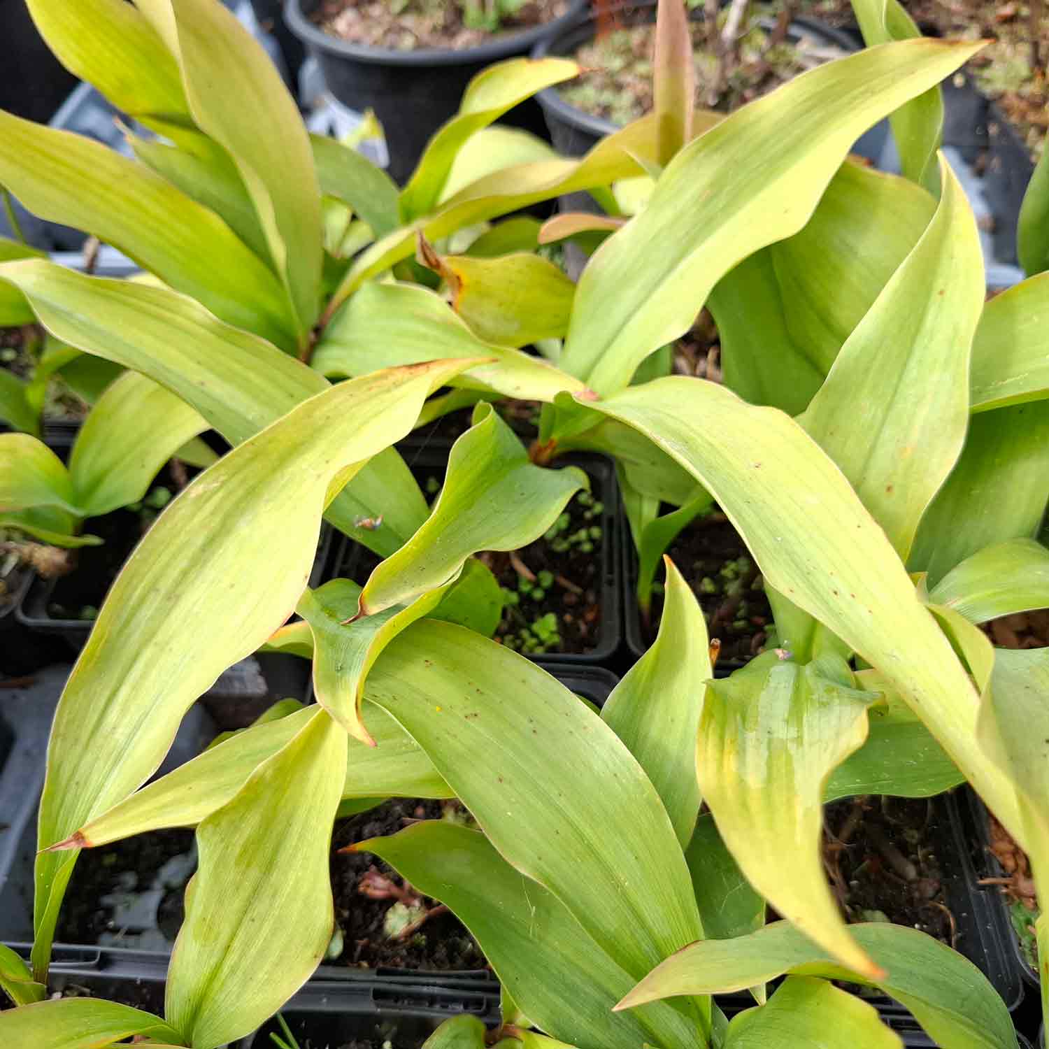 Convallaria maj. 'Rosea' P9