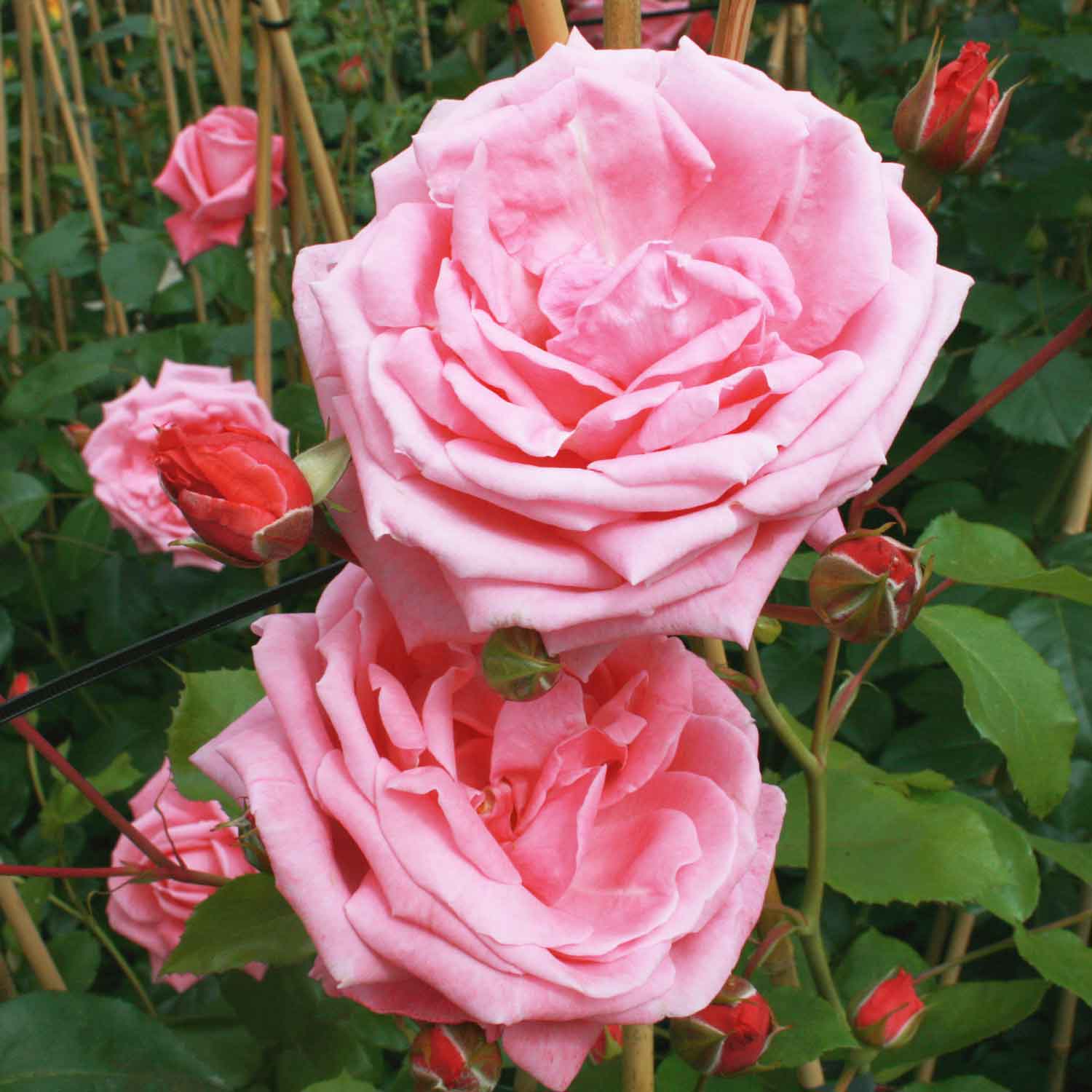 Slyngrose 'Coral Dawn'