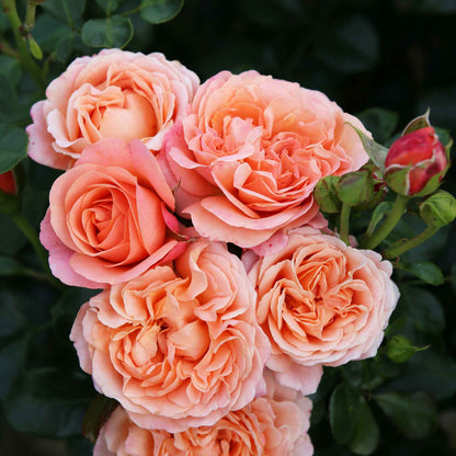 Rose Coral Lions-Rose