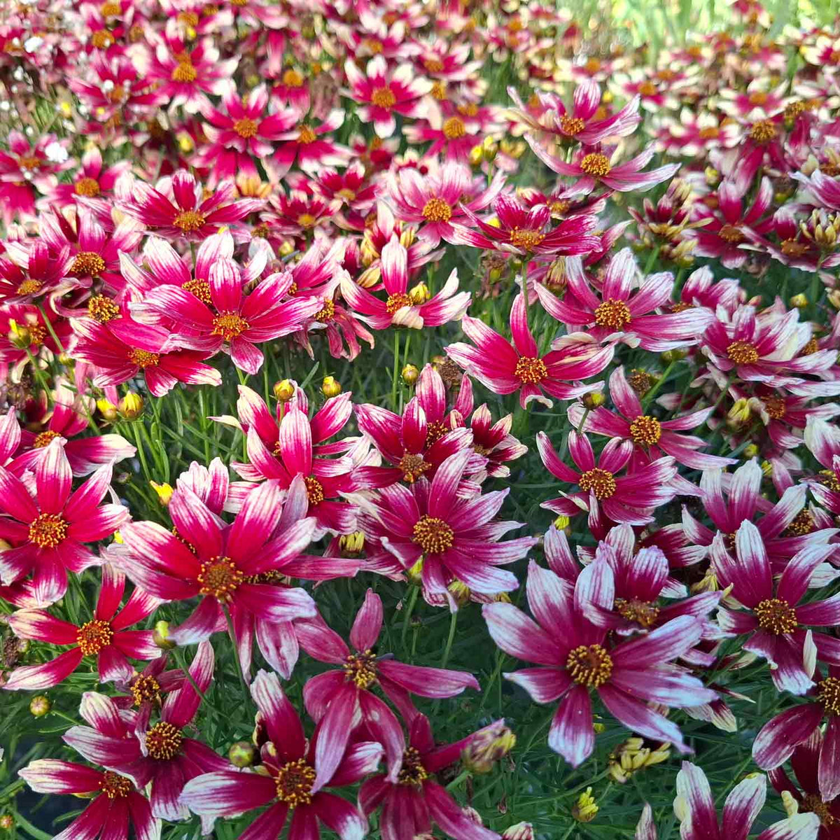 Coreopsis vert. 'Sunstar Rose' C3