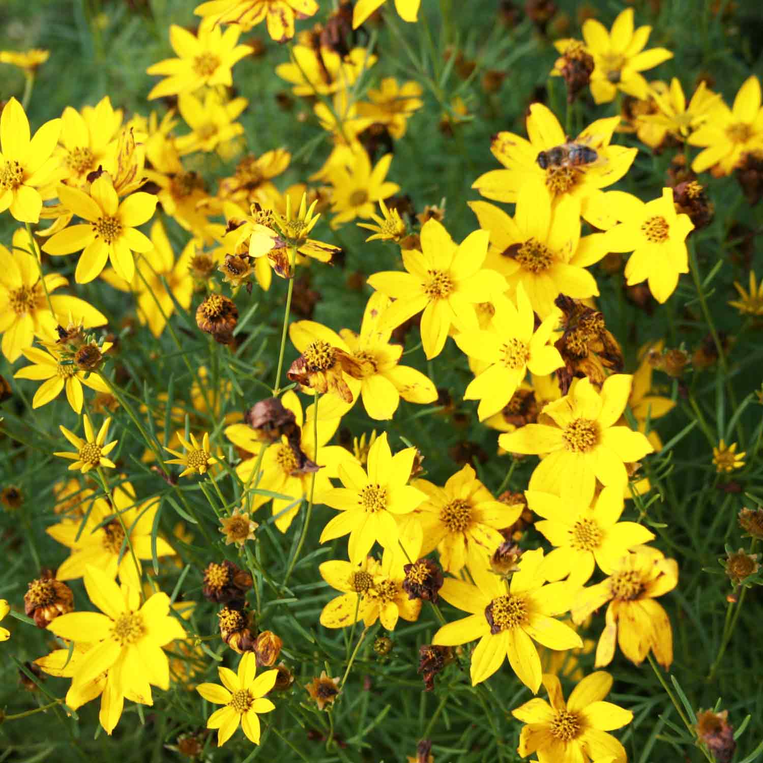 Coreopsis vert. 'Zagreb' P9
