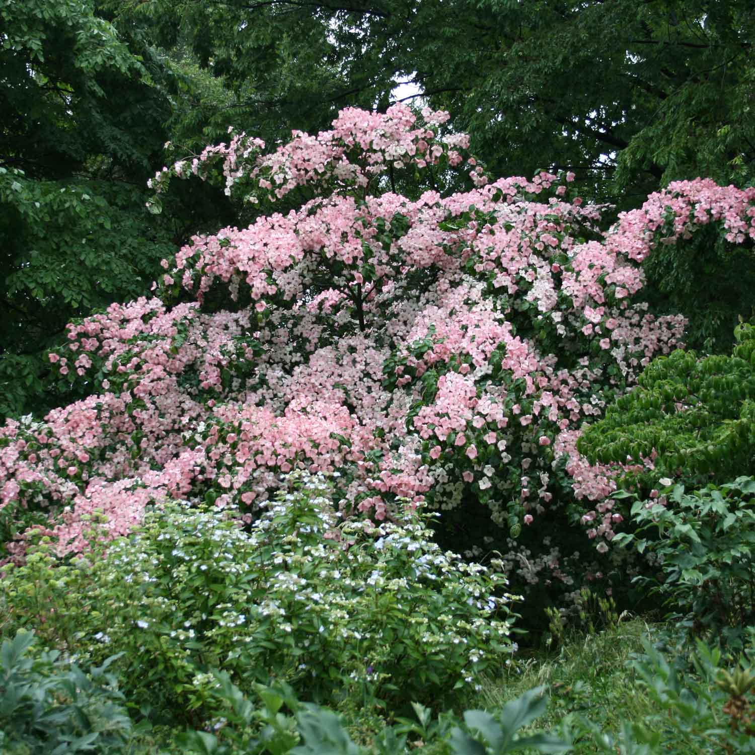 Cornus kousa Satomi 7,5L