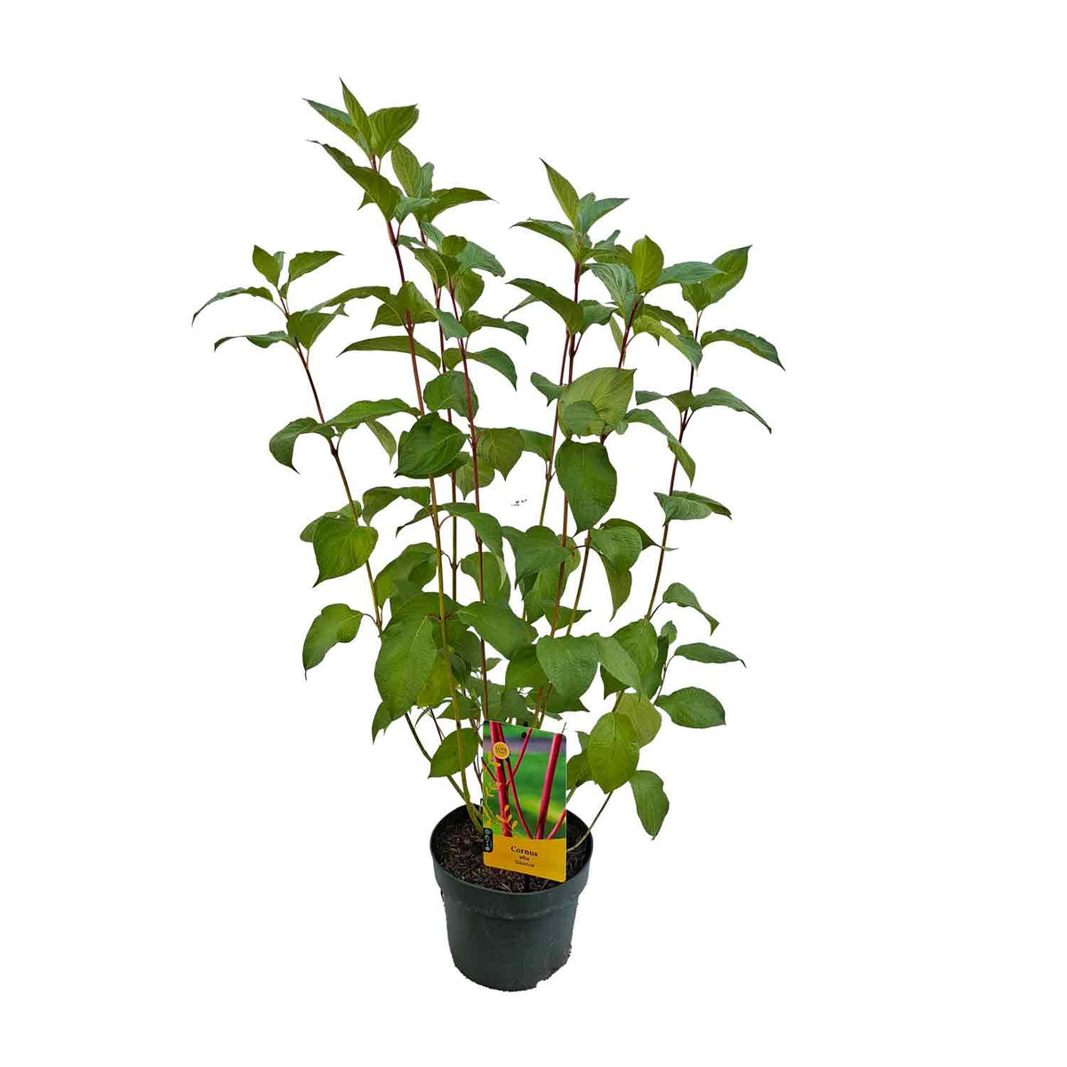 Cornus alba 'Sibirica' 30/40 C3