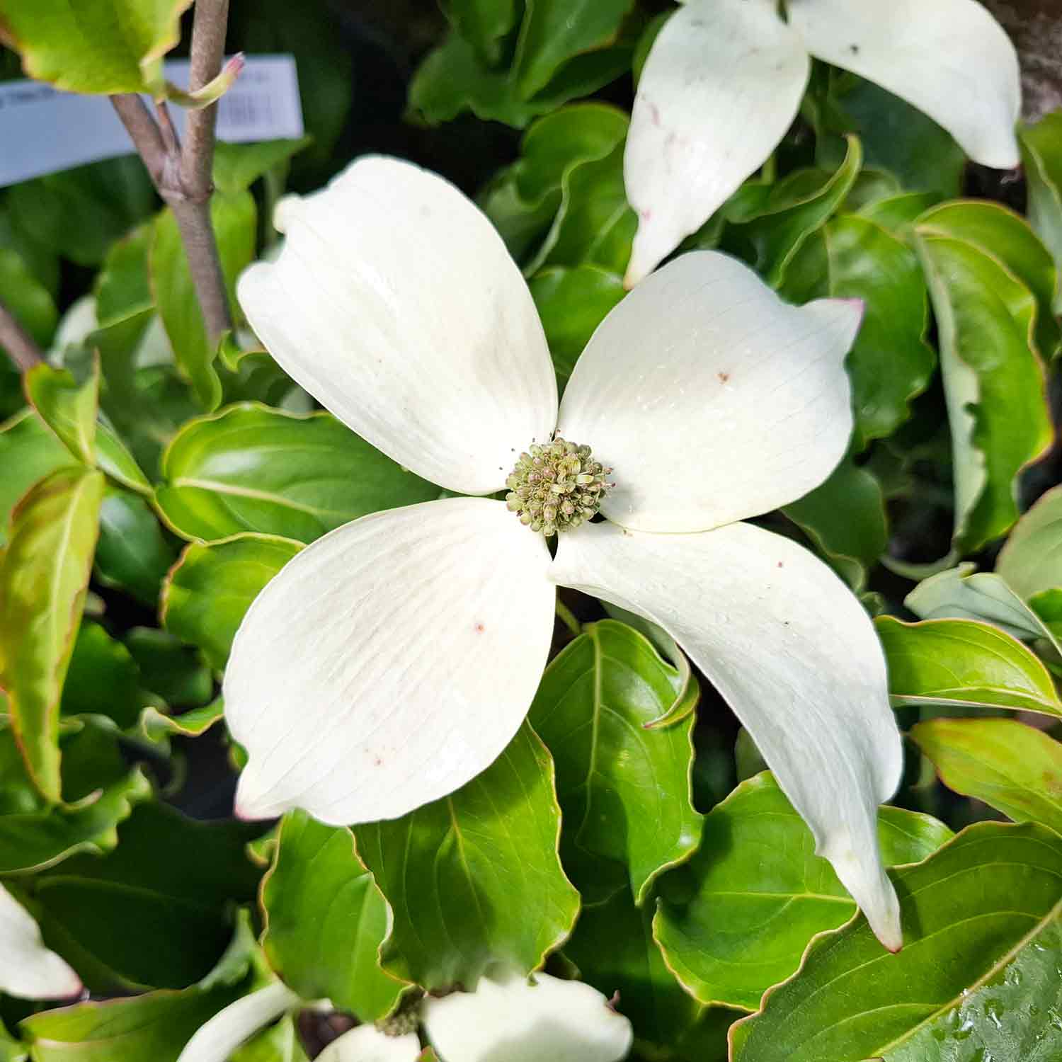 Cornus kousa 'China Girl' 7,5L