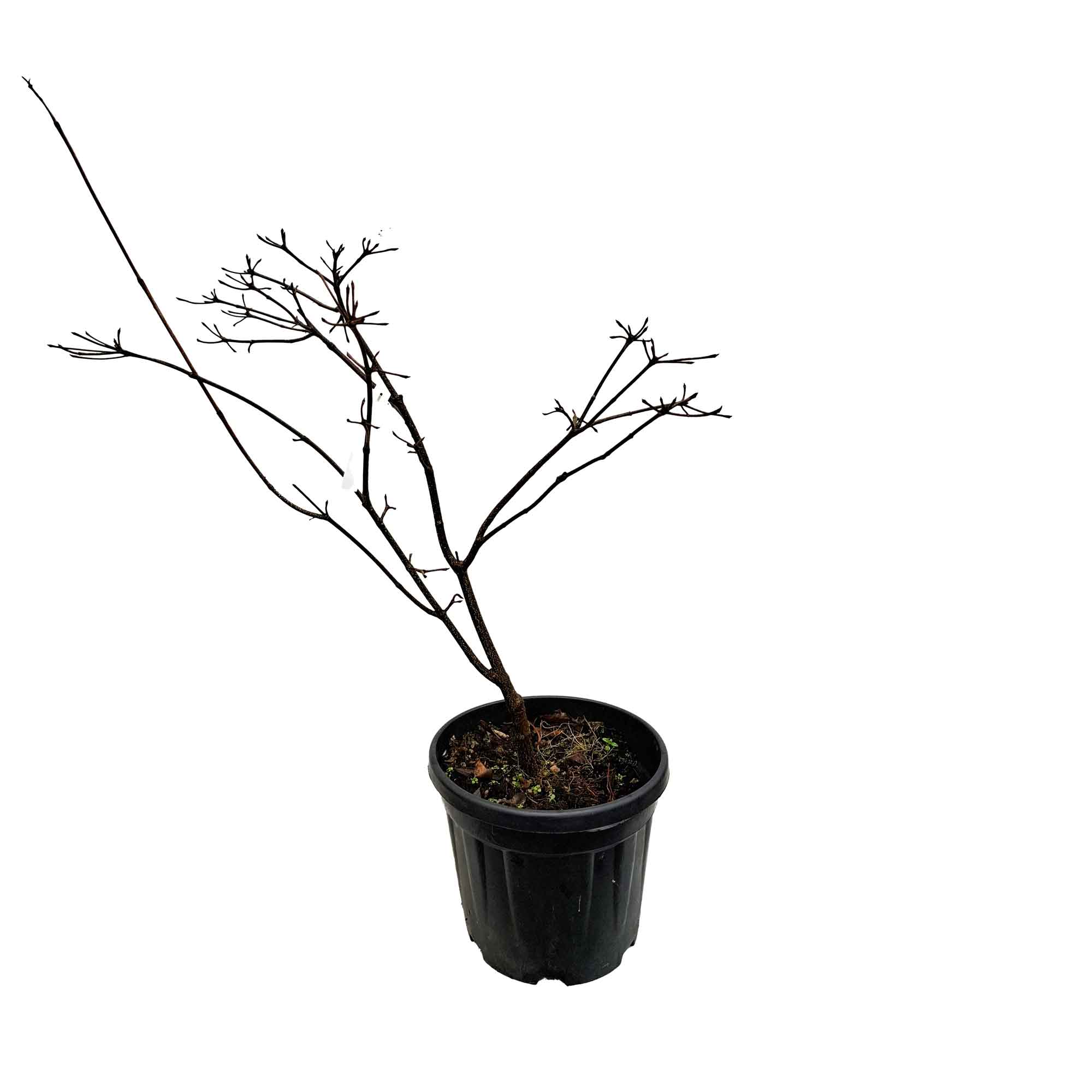 Cornus kousa Chinensis 7,5L