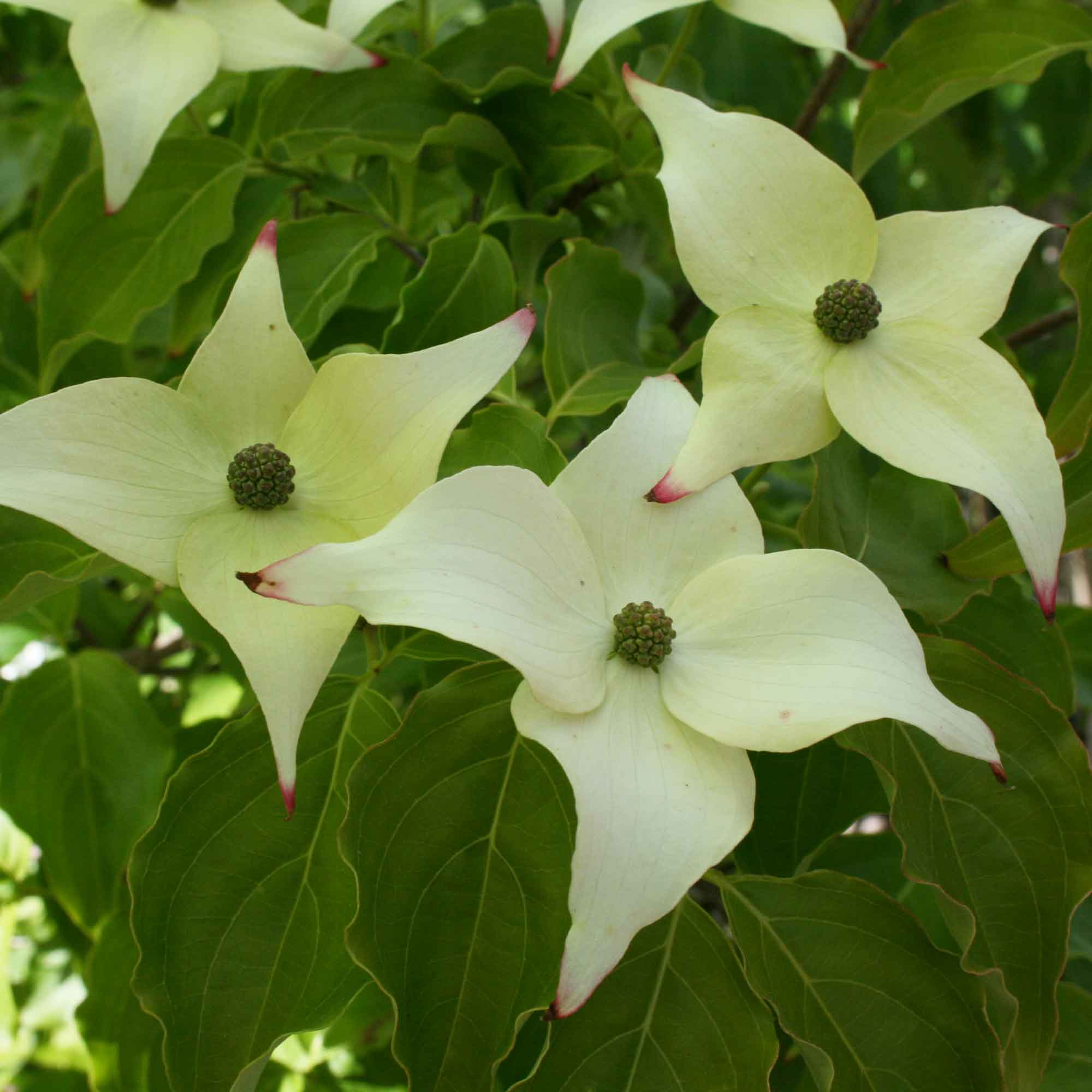 Cornus kousa 'Milky Way' 80-100 C12
