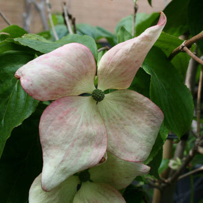 Cornus kousa Satomi 7,5L