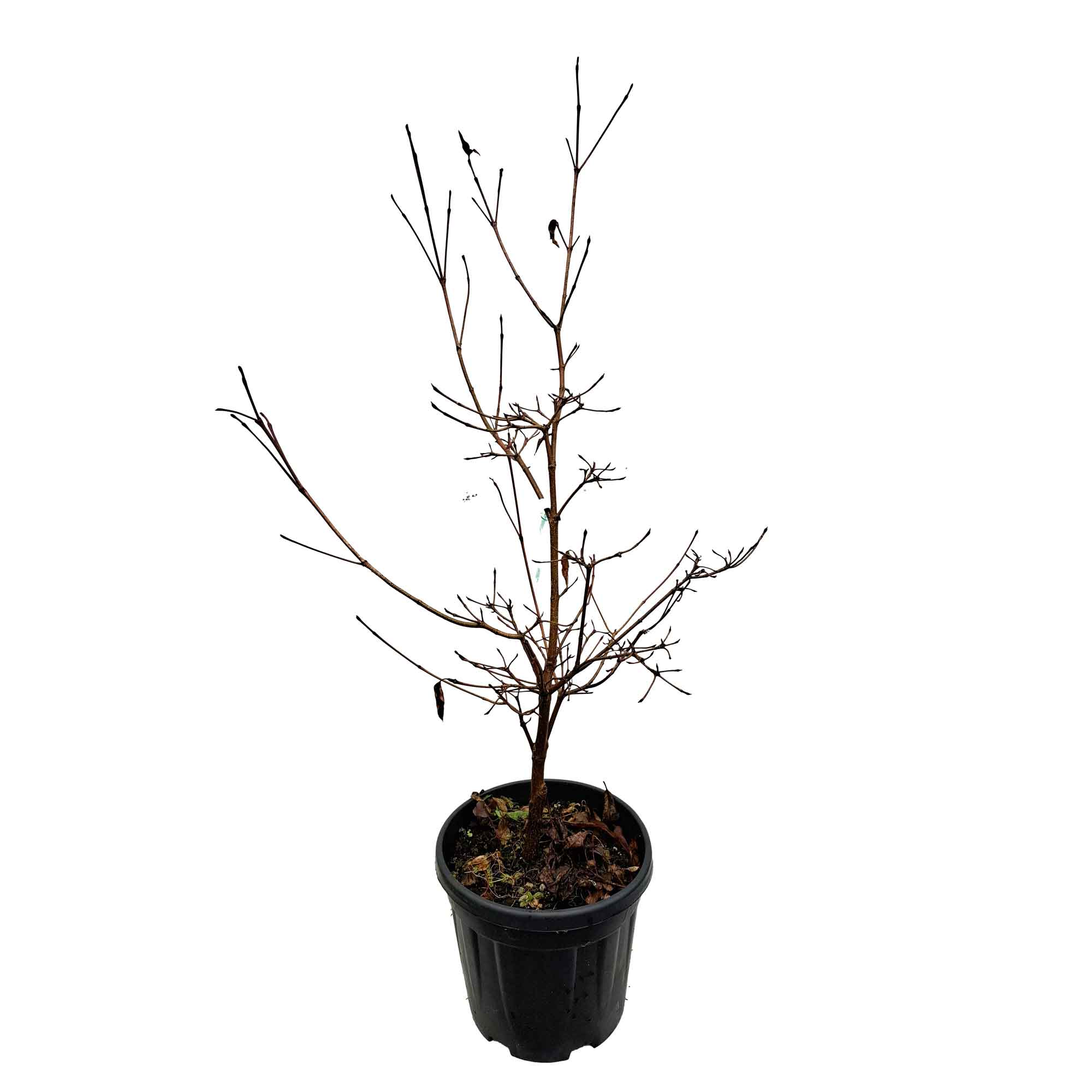 Cornus kousa Wolf Eyes 7,5L