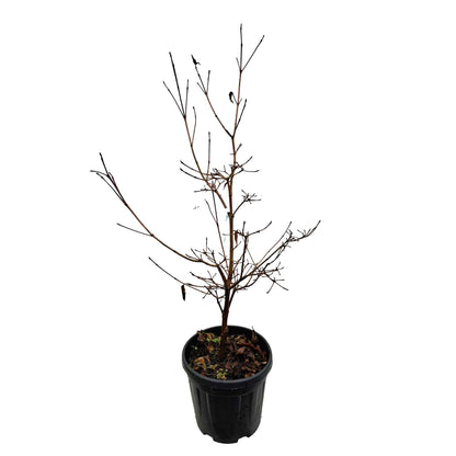 Cornus kousa Vargögon 7,5L